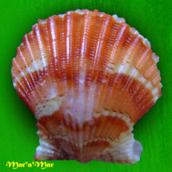 Argopecten noronhensis (E. A. Smith, 1885)