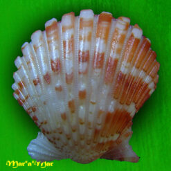 Argopecten noronhensis (E. A. Smith, 1885) - Imagem 2