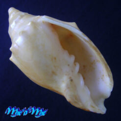 Odontocymbiola saotomensis Calvo & Coltro, 1997