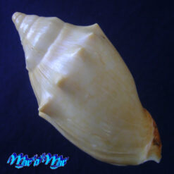 Alternative view of Odontocymbiola saotomensis Calvo & Coltro, 1997