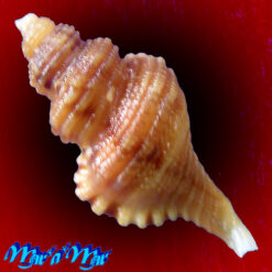 Alternative view of Cabestana felipponei (Ihering, 1907)