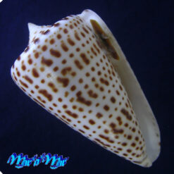 Conus spurius atlanticus Clench, 1942