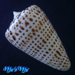 Alternative view of Conus spurius atlanticus Clench, 1942