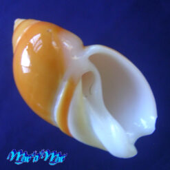 Eburna lienardi (Bernardi, 1821)