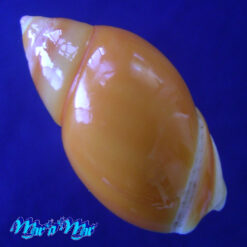 Alternative view of Eburna lienardi (Bernardi, 1821)