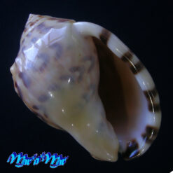 Semicassis labiata iheringi (Carcelles, 1953)