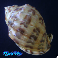 Alternative view of Semicassis labiata iheringi (Carcelles, 1953)