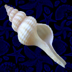 Fusinus mariaodeteae Petuch, E.J. & D.P. Berschauer, 2016