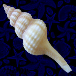 Alternative view of Fusinus mariaodeteae Petuch, E.J. & D.P. Berschauer, 2016