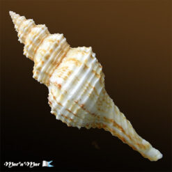 Alternative view of Goniofusus strigatus (Philippi, 1851)