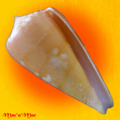 Conus rosapex Crabos, Pomponet, Queiros & Passos, 2023