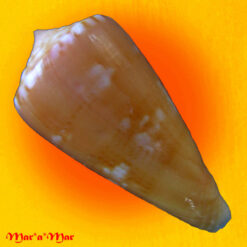 Alternative view of Conus rosapex Crabos, Pomponet, Queiros & Passos, 2023