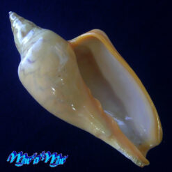 Zidona dufresnii affinis (F. Lahille, 1895)