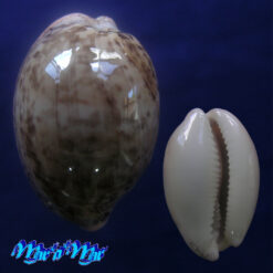 Cypraea (Luria) cinerea brasiliensis Lorenz & Hubert, 1993