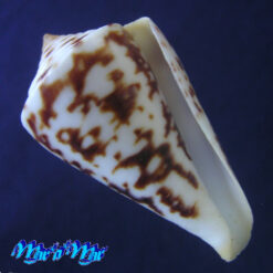 Conus clerii Reeve, 1844