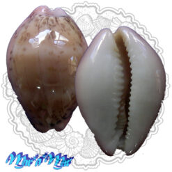 Cypraea (Luria) cinerea brasiliensis Lorenz & Hubert, 1993