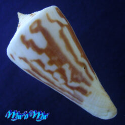 Alternative view of Conus virgatus Reeve, 1849