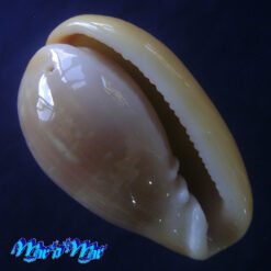 Bullata largillierti (Kiener, 1834)