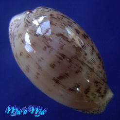 Cypraea (Luria) cinerea brasiliensis Lorenz & Hubert, 1993