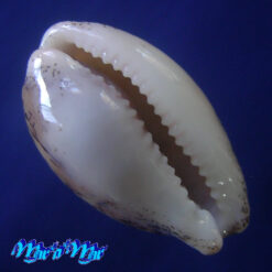 Alternative view of Cypraea (Luria) cinerea brasiliensis Lorenz & Hubert, 1993