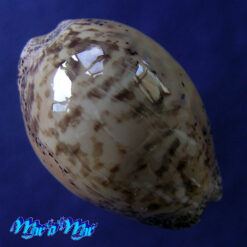 Cypraea (Luria) cinerea brasiliensis Lorenz & Hubert, 1993