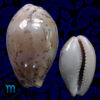 Cypraea (Luria) cinerea brasiliensis Lorenz & Hubert, 1993