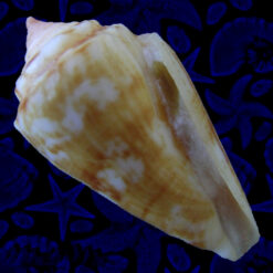 Conus (Poremskiconus) brasiliensis Clench, 1942