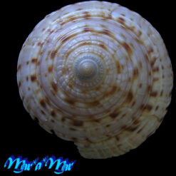 Architectonica nobilis Roding, 1798