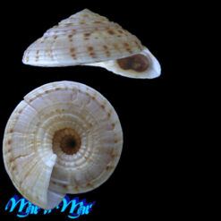 Alternative view of Architectonica nobilis Roding, 1798