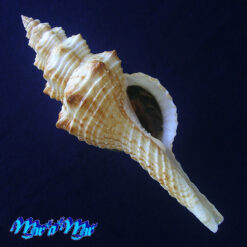 Goniofusus brasiliensis (Grabau, 1904)