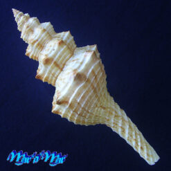 Alternative view of Goniofusus brasiliensis (Grabau, 1904)