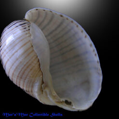 Hydatina vesicaria (Lightfoot, 1786)