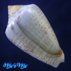 Alternative view of Conus puncticulatus cardonensis Cargile, 1997