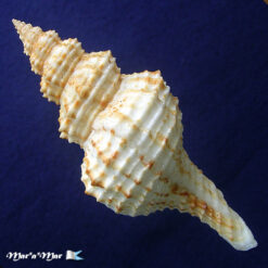 Alternative view of Goniofusus strigatus (Philippi, 1851)