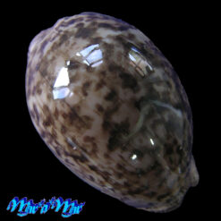 Cypraea (Luria) cinerea brasiliensis Lorenz & Hubert, 1993