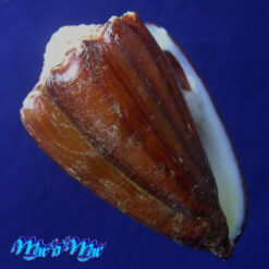 Conus brunneus Wood, 1828