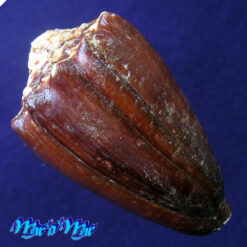 Alternative view of Conus brunneus Wood, 1828