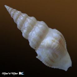 Alternative view of Clathrodrillia rubrofasciata Fallon, 2016