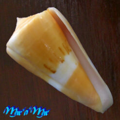 Conus (Dauciconus) valentinae D. Monteiro & A. Monteiro, 2024