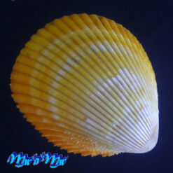 Acrosterigma magnum (Linnaeus, 1758)