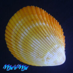 Alternative view of Acrosterigma magnum (Linnaeus, 1758)