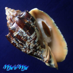 Voluta ebraea Linnaeus, 1758