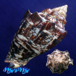 Alternative view of Voluta ebraea Linnaeus, 1758