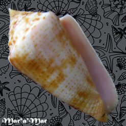 Conus ericmonnieri Petuch & Myers, 2014)