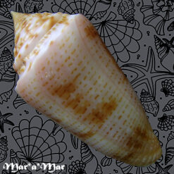 Alternative view of Conus ericmonnieri Petuch & Myers, 2014)