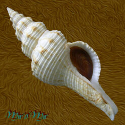 Goniofusus damasoi (Petuch & Berschauer, 2016)