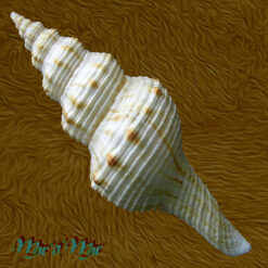 Alternative view of Goniofusus damasoi (Petuch & Berschauer, 2016)