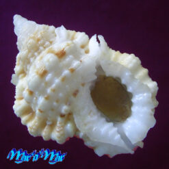 Bursa pacamoni Mathews & Coelho, 1971