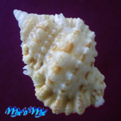 Alternative view of Bursa pacamoni Mathews & Coelho, 1971