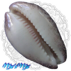 Alternative view of Cypraea (Luria) cinerea brasiliensis Lorenz & Hubert, 1993